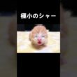 極小のシャー　#保護子猫  #うにむぎはち