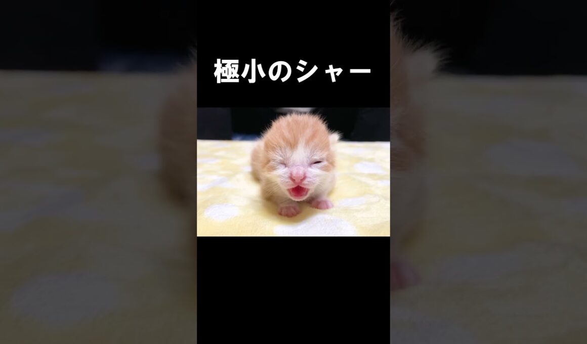 極小のシャー　#保護子猫  #うにむぎはち