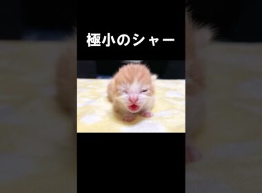 極小のシャー　#保護子猫  #うにむぎはち
