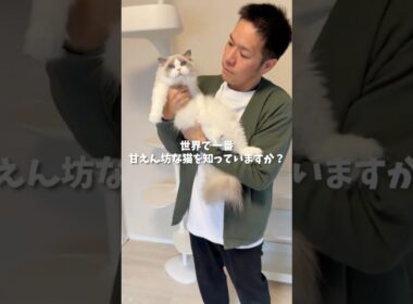 世界で一番甘えん坊な猫を知っていますか？