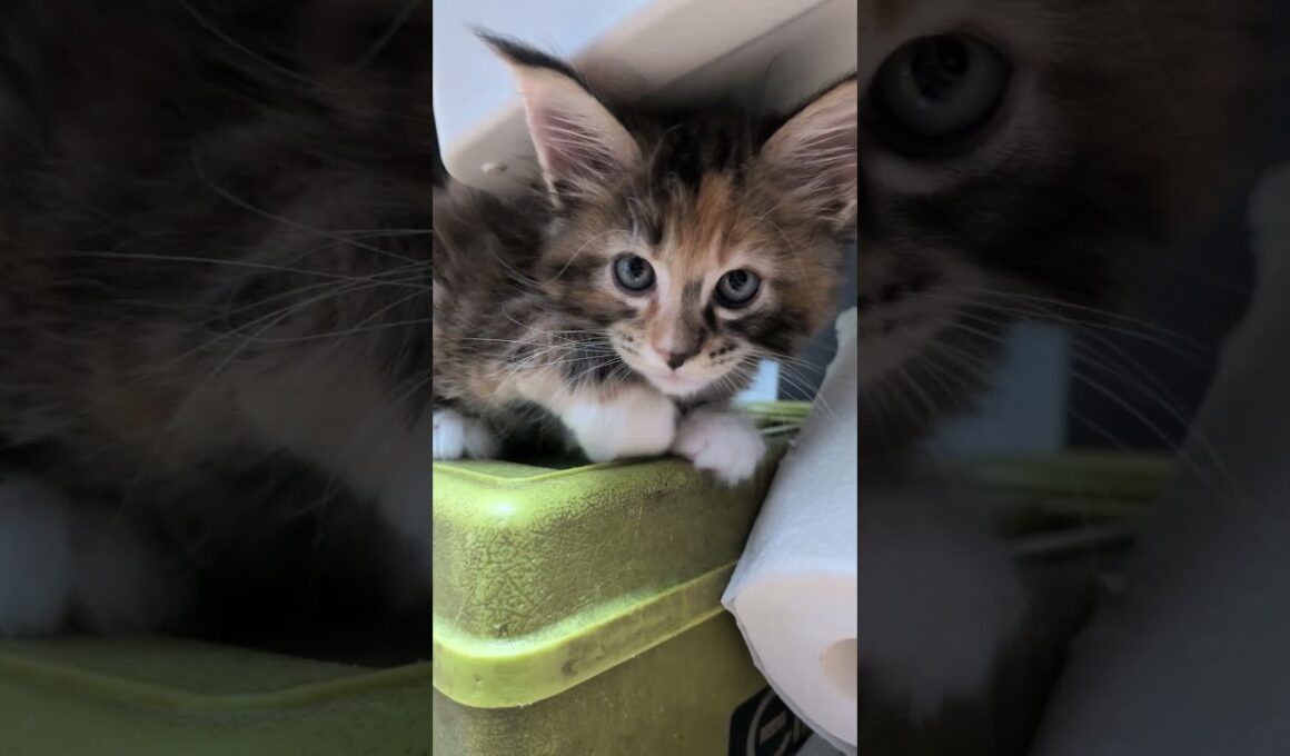 隙間から顔を出すメインクーンの柑奈ちゃん