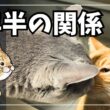 2年半、通い続ける野良猫がいます。