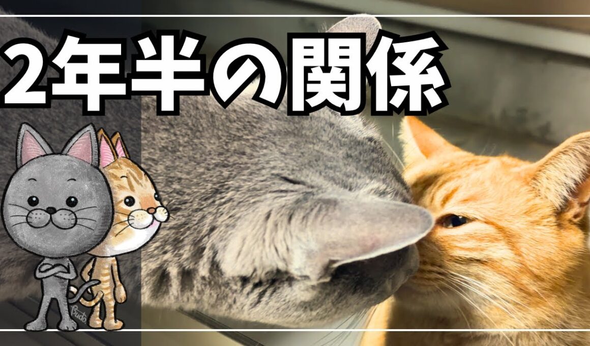 2年半、通い続ける野良猫がいます。
