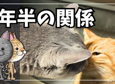 2年半、通い続ける野良猫がいます。