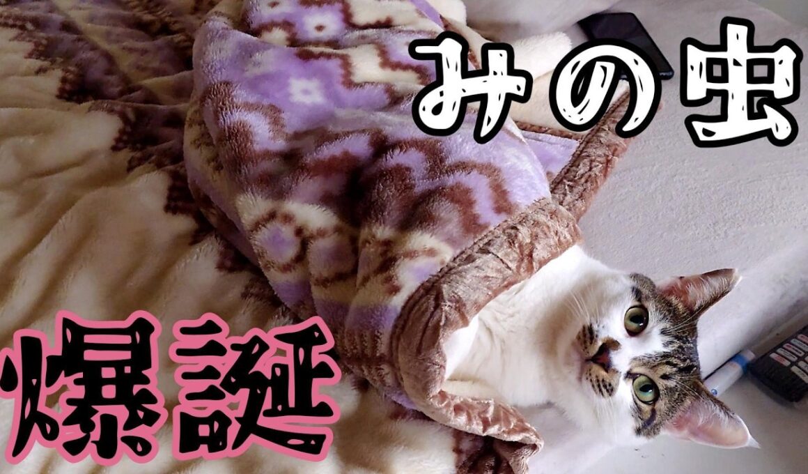 【やさぐれ猫の休息】自己主張激しめが1名