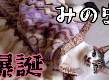 【やさぐれ猫の休息】自己主張激しめが1名