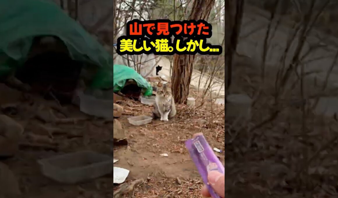 山で出会った母猫と6匹の子猫。7匹全員を守ると決めた日