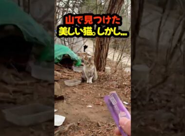 山で出会った母猫と6匹の子猫。7匹全員を守ると決めた日