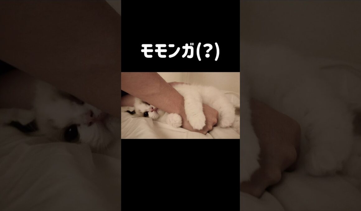 ナマケモノにも見える🐒 #shorts #猫 #子猫 #ラグドール #甘えん坊猫 #猫のいる暮らし