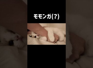 ナマケモノにも見える🐒 #shorts #猫 #子猫 #ラグドール #甘えん坊猫 #猫のいる暮らし