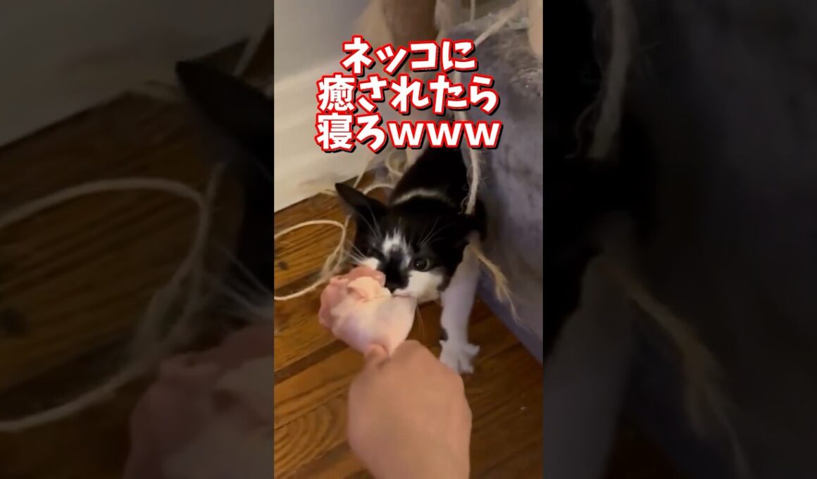 ネッコの動画で癒されたら寝ろｗｗｗ　#2ch  #動物  #猫 #癒やし #ねこ動画