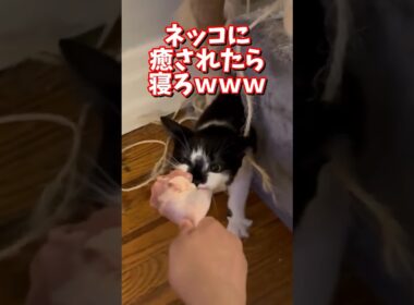 ネッコの動画で癒されたら寝ろｗｗｗ　#2ch  #動物  #猫 #癒やし #ねこ動画
