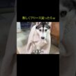 新しくフリースを買ったら自分のだと思った犬と猫が...笑#shorts