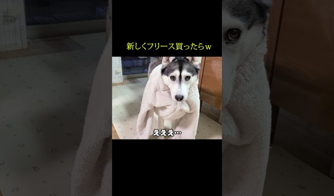 新しくフリースを買ったら自分のだと思った犬と猫が...笑#shorts