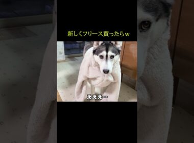 新しくフリースを買ったら自分のだと思った犬と猫が...笑#shorts