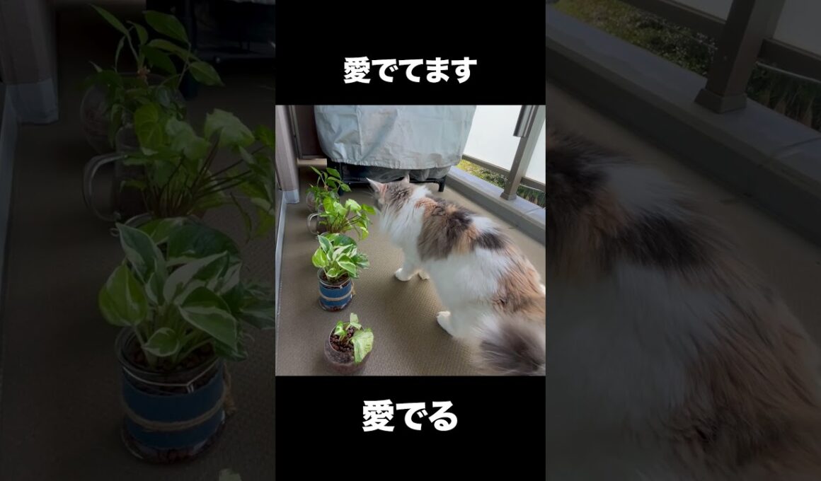 観葉植物を愛で過ぎて思わず噛んじゃう猫です！【ノルウェージャン アンの成長記録】 #ノルウェージャン #cat #アン #猫のいる暮らし #日常 #ネコ #猫 #ねこ #猫好きさんと繋がりたい