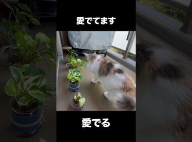 観葉植物を愛で過ぎて思わず噛んじゃう猫です！【ノルウェージャン アンの成長記録】 #ノルウェージャン #cat #アン #猫のいる暮らし #日常 #ネコ #猫 #ねこ #猫好きさんと繋がりたい