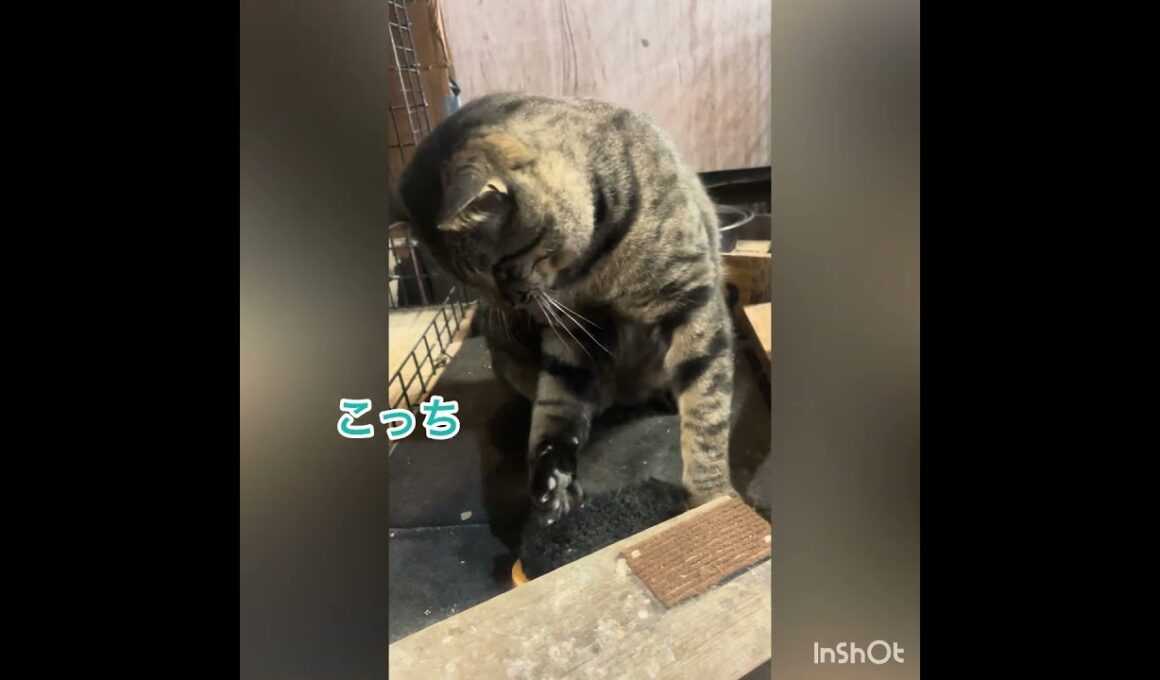 【まだいる】⁇ 隠し子‼️#ボス猫 #保護猫 #保護猫シェルター #アメリカンショートヘア