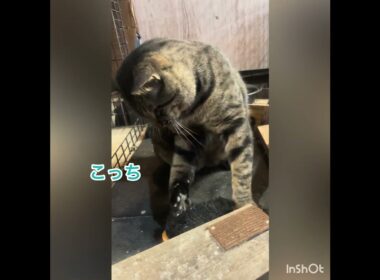 【まだいる】⁇ 隠し子‼️#ボス猫 #保護猫 #保護猫シェルター #アメリカンショートヘア