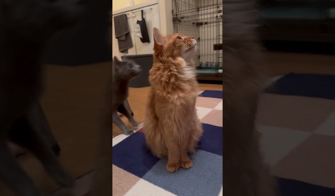 マイペースなお爺さん猫【ソマリのぷー】#猫 #猫のいる暮らし #猫のいる生活 #cat #ねこ #猫動画 #catvideos #catlife #shortvideo #shorts #short