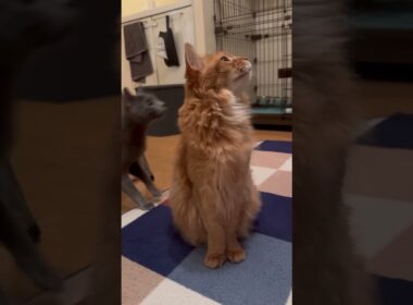 マイペースなお爺さん猫【ソマリのぷー】#猫 #猫のいる暮らし #猫のいる生活 #cat #ねこ #猫動画 #catvideos #catlife #shortvideo #shorts #short