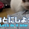 バーマン猫ラフ【あとにしよう】Let's do it later（バーマン猫）Birman/Cat