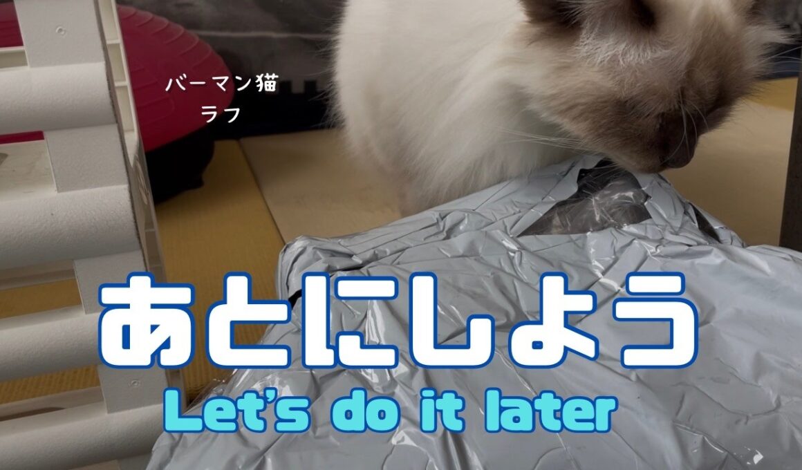 バーマン猫ラフ【あとにしよう】Let's do it later（バーマン猫）Birman/Cat