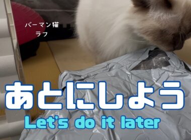 バーマン猫ラフ【あとにしよう】Let's do it later（バーマン猫）Birman/Cat