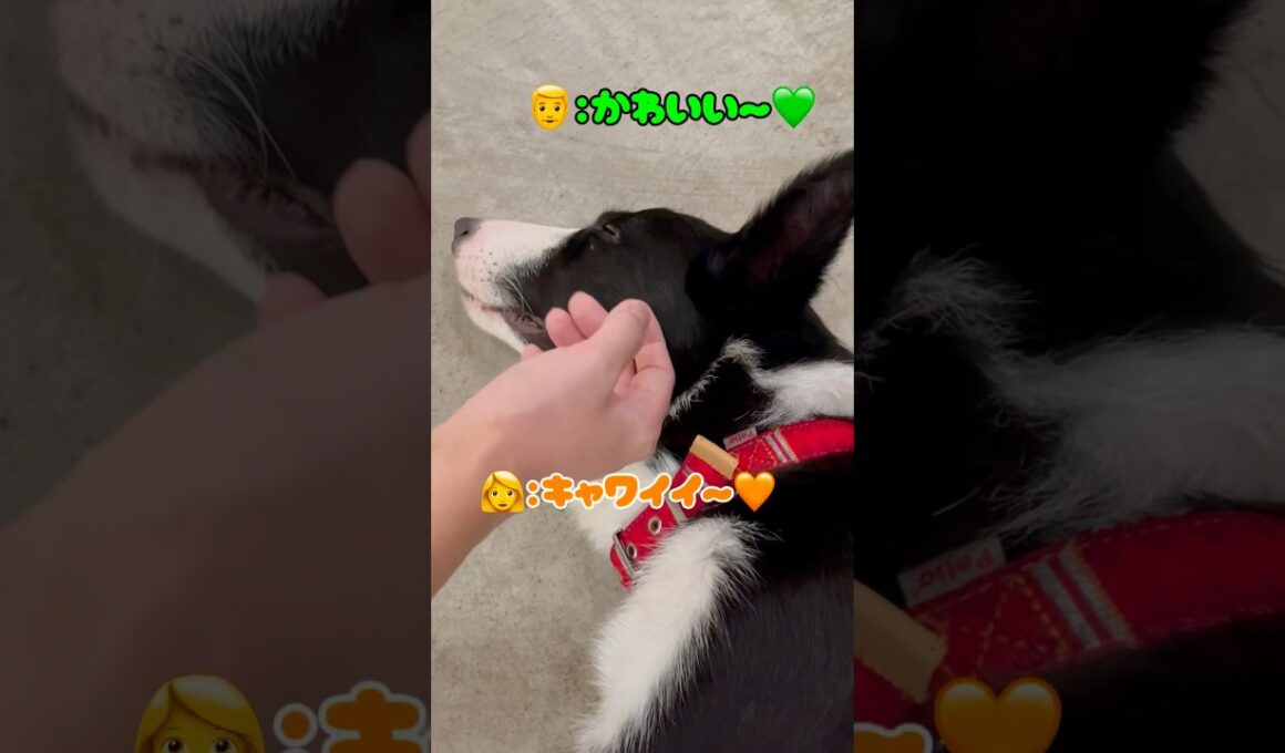 ワンちゃんに嫉妬する猫❤️ #猫 #ロシアンブルー #catshorts #shorts