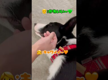 ワンちゃんに嫉妬する猫❤️ #猫 #ロシアンブルー #catshorts #shorts