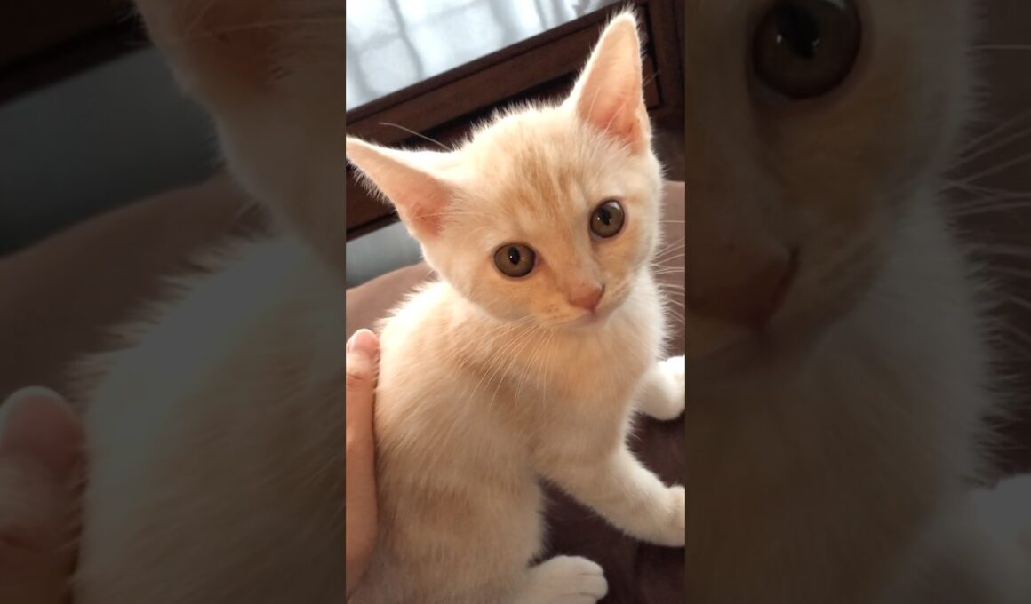 朝から可愛すぎる子猫　#テアタイム