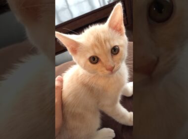 朝から可愛すぎる子猫　#テアタイム
