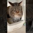 メインクーンをオススメするメインクーン #cat #猫のいる暮らし #猫動画 #shorts