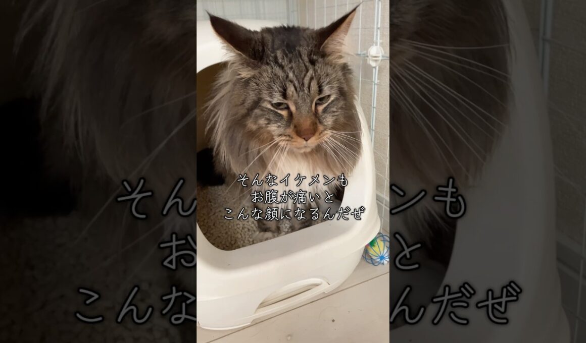 メインクーンをオススメするメインクーン #cat #猫のいる暮らし #猫動画 #shorts