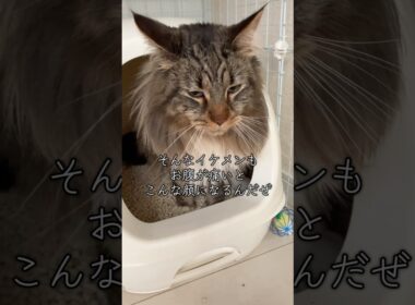 メインクーンをオススメするメインクーン #cat #猫のいる暮らし #猫動画 #shorts