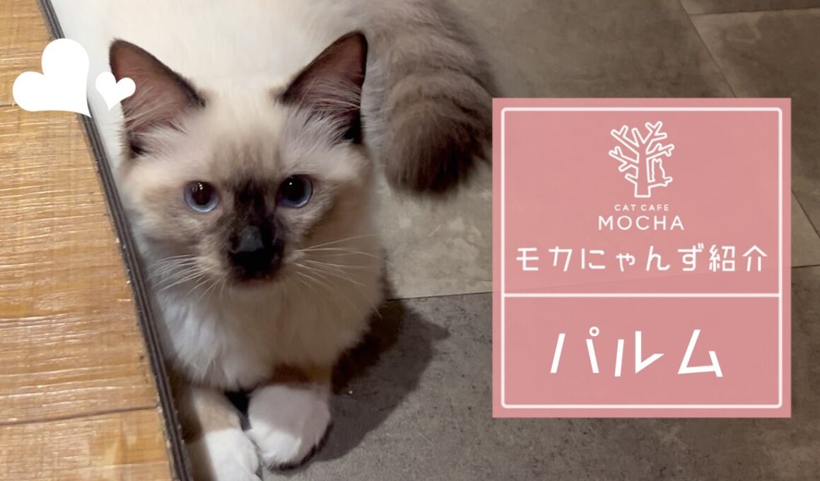 パルム(バーマン♀)　新宿店