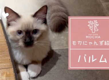 パルム(バーマン♀)　新宿店