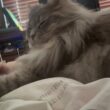 朝からモフモフ癒す猫　ラガマフィン　サイベリアンA fluffy cat to soothe you from the morning. Ragamuffin. Siberian