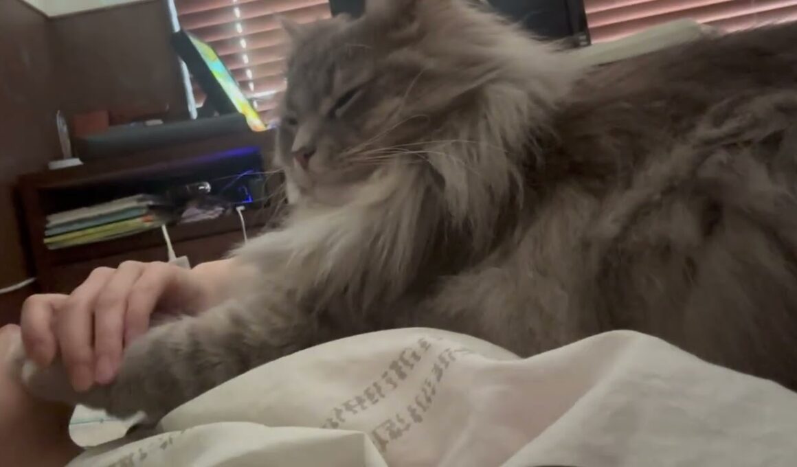 朝からモフモフ癒す猫　ラガマフィン　サイベリアンA fluffy cat to soothe you from the morning. Ragamuffin. Siberian