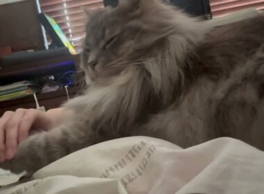 朝からモフモフ癒す猫　ラガマフィン　サイベリアンA fluffy cat to soothe you from the morning. Ragamuffin. Siberian