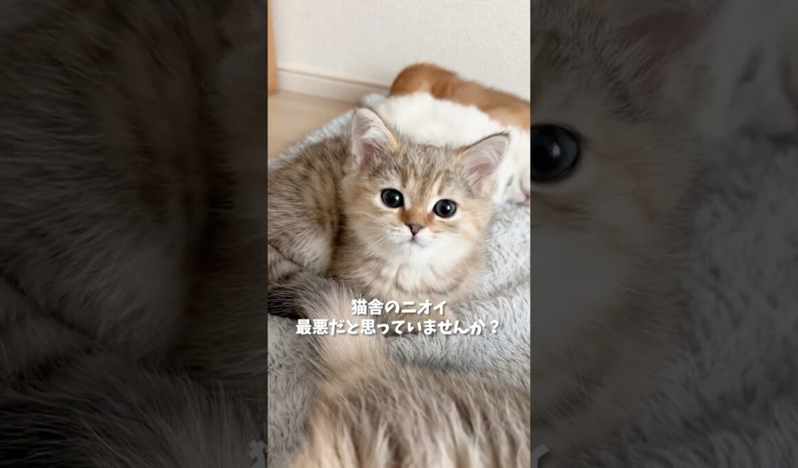 猫舎のニオイ、最悪だと思っていませんか？