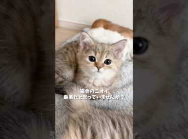 猫舎のニオイ、最悪だと思っていませんか？