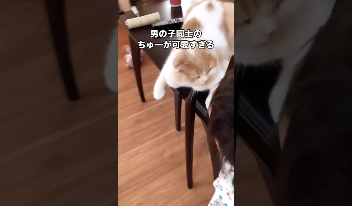 息子がオス猫にした行ってきますのちゅが可愛すぎる☺️ #猫 #オス猫 #スコティッシュフォールド #shorts