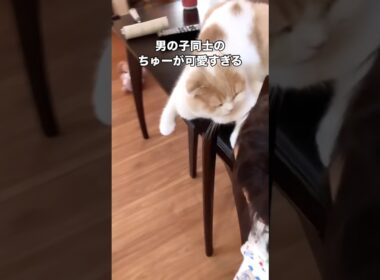 息子がオス猫にした行ってきますのちゅが可愛すぎる☺️ #猫 #オス猫 #スコティッシュフォールド #shorts