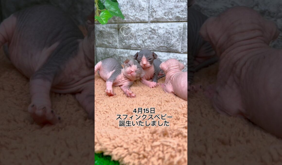 ♡スフィンクスベビー誕生いたしました♡#shorts #猫動画 #sphynx #スフィンクス #猫のいる生活