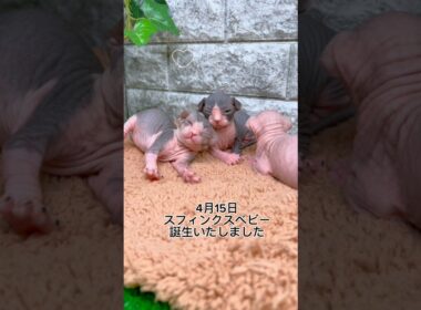 ♡スフィンクスベビー誕生いたしました♡#shorts #猫動画 #sphynx #スフィンクス #猫のいる生活