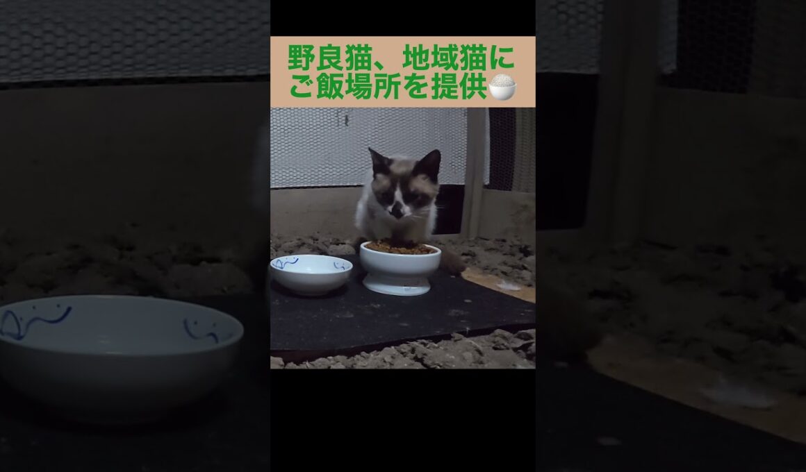 たぬシャム君こんばんは〜。新しいご飯場所にご飯を食べに来た。