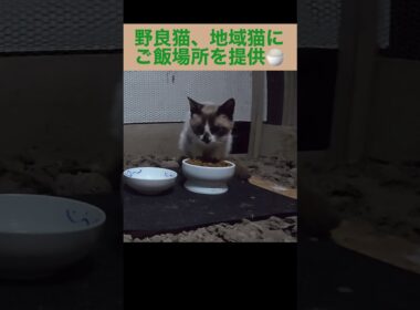 たぬシャム君こんばんは〜。新しいご飯場所にご飯を食べに来た。