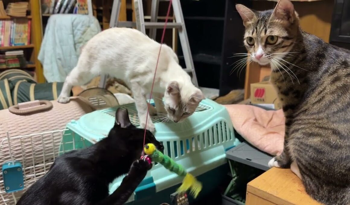 シャム猫のパンダと、ネコジャラシしてたら、キジシロのルル、シャム雫、黒猫の黒夢が割り込んでｗ