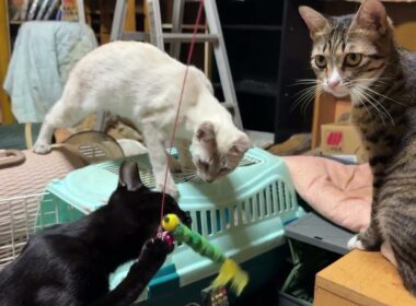 シャム猫のパンダと、ネコジャラシしてたら、キジシロのルル、シャム雫、黒猫の黒夢が割り込んでｗ